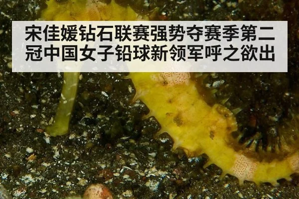 宋佳媛钻石联赛强势夺赛季第二冠中国女子铅球新领军呼之欲出